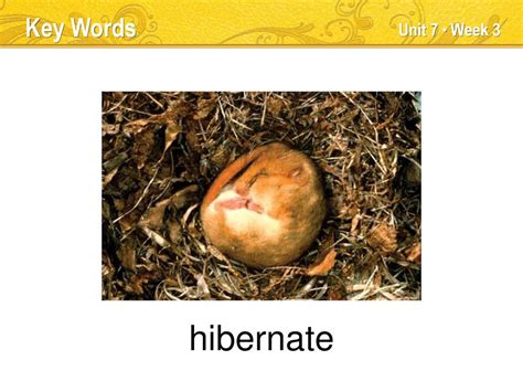 How to Say Hibernate in Filipino .